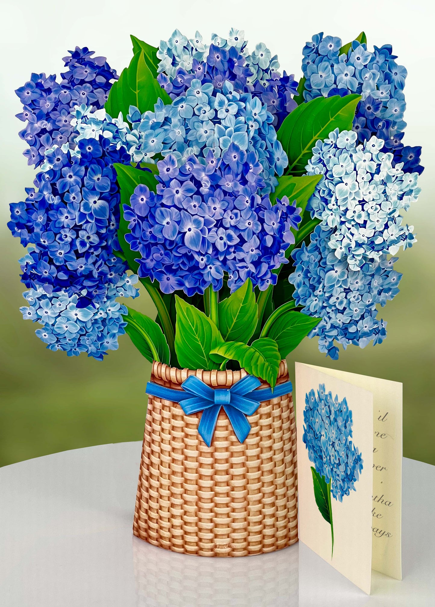 Nantucket Hydrangeas